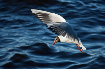 Bird flying over water