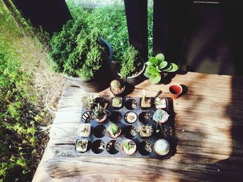 High angle view of plants on table