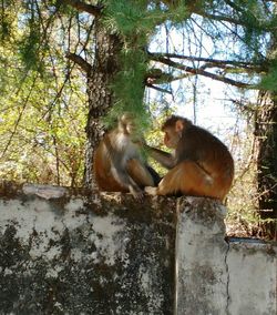 Monkey on tree