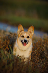 Portrait of dog amidst field