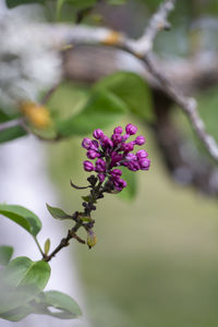 Close-up of purple lilac flower bud