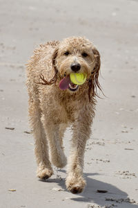 Goldendoodle dog walking on the beach with a tennis ball in mouth