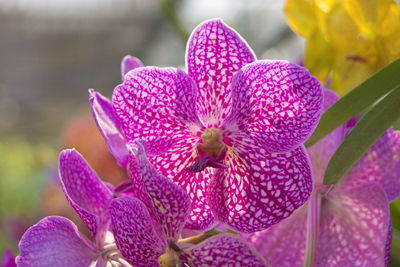 Close-up of pink flowering plant in park