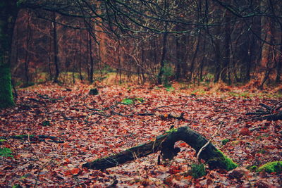 Autumn leaves on trees in forest