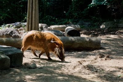 View of an animal on rock