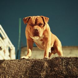 Portrait of dog looking at camera against wall