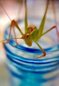 Close-up of insect on water