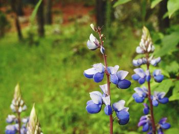Close-up of purple flowering plant