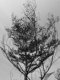 Low angle view of tree against sky