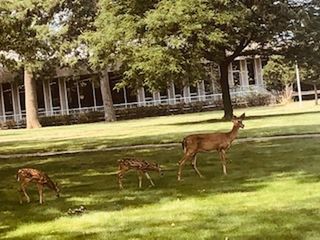 Deer standing in a farm