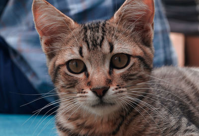 Close-up portrait of tabby cat