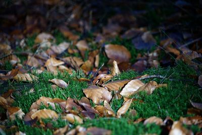 Mushrooms growing on field