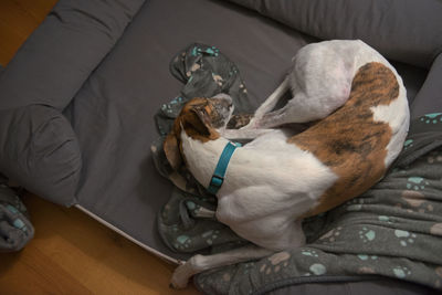 High angle view of dog sleeping on bed