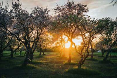 Sunlight streaming through trees on field during sunset