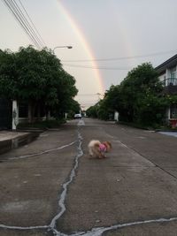 Dog on rainbow against sky