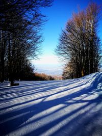 Bare trees on snow covered landscape against blue sky