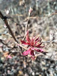 Close-up of flower blooming outdoors