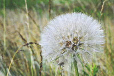 Close-up of dandelion