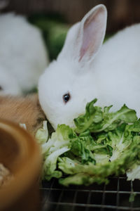 Close-up of white cat