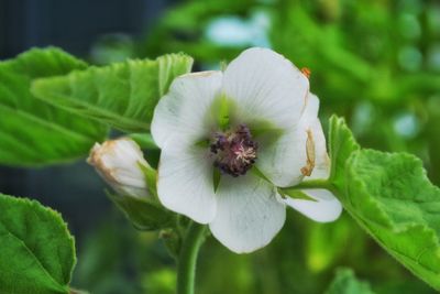 Close-up of white flowering plant