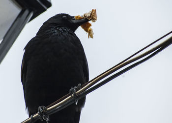 Close-up of bird perching against clear sky