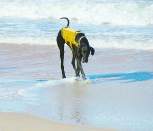 Dog on beach by sea against sky