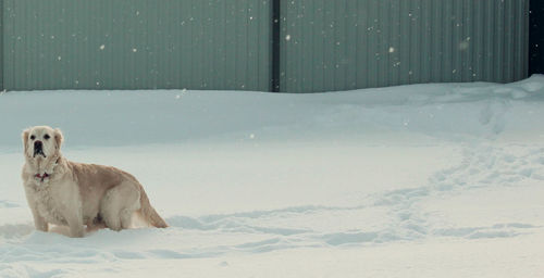 Golden retriever on snow covered field during snowfall