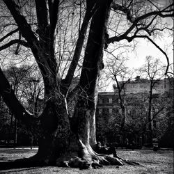 Bare trees against sky