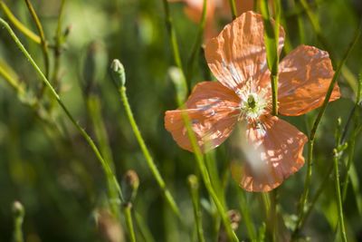 Close-up of flowering plant