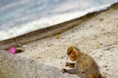 Young monkey sitting by tree trunk at beach