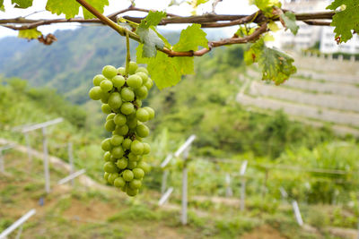 Grapes growing in vineyard