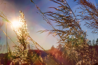Close-up of plants against sky