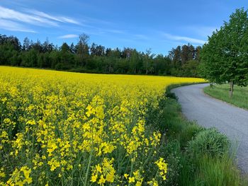 Scenic view of oilseed rape field against sky