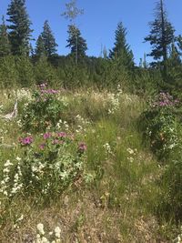 Flowers growing in field