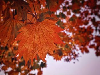 Close-up of maple leaves during autumn