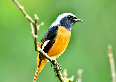 Close-up of bird perching on branch