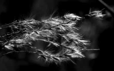 Close-up of dandelion against blurred background