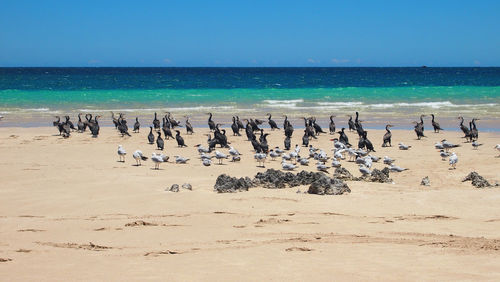 Flock of birds on beach against clear blue sky