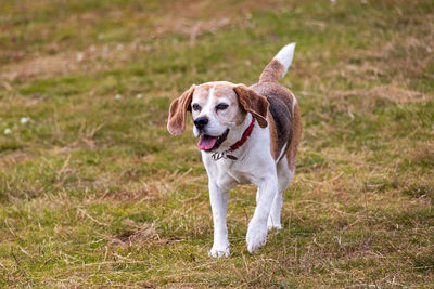 Dog running on field