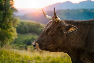 Close-up of cow