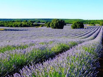 Scenic view of lavender field against sky