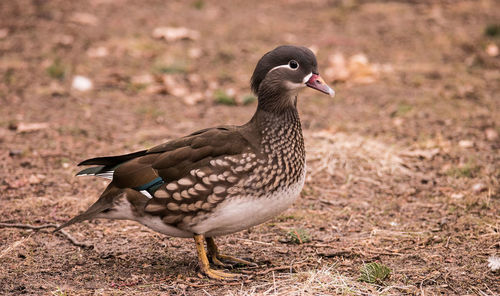 Close-up of bird on field