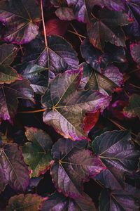 Full frame shot of autumnal leaves
