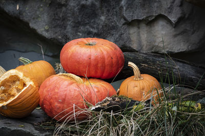 High angle view of pumpkins