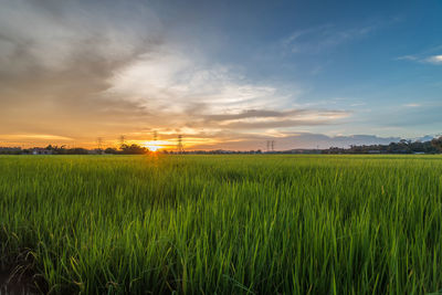 Sunset view over paddy field