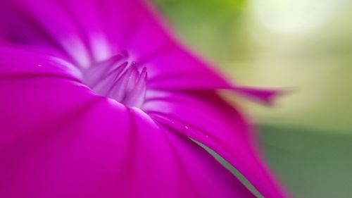 Close-up of pink flower