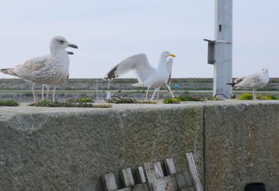 Seagulls perching on a wall