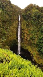 Scenic view of waterfall in forest