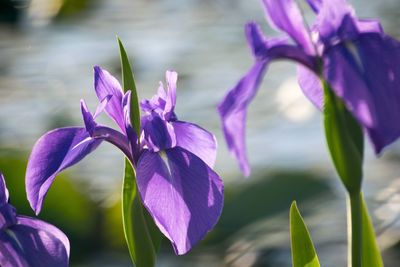 Close-up of purple flowers blooming outdoors