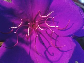 Close-up of flower